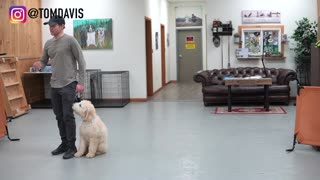 Teach any dog to walk nice while on the leash