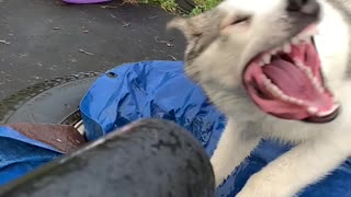 Dog Has Slow Motion Face Off Against Leaf Blower