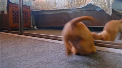 Funny Cute Puppy Playing With Mirror
