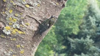 Cicada Singing