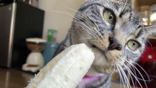 Beautiful cat eating banana