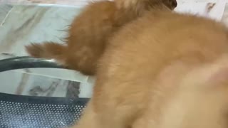 Ginger Cat sneezed while 2 kittens being curious