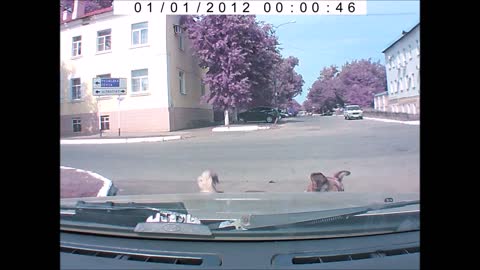 Psychic Dog Warns Driver About A Future Traffic Event