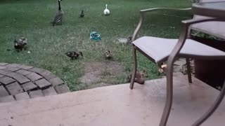 Baby Duck Finds the Cheese
