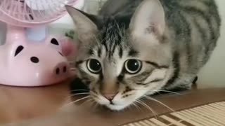 Cute Cat |Cute cat videos |funny cat