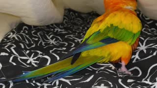 Parrot plays in fresh bed sheets