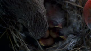 Baby birds eating from mom and dad