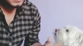 Little dog helps to count money
