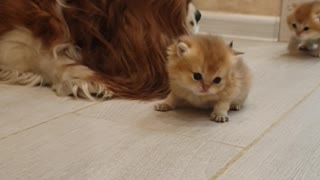 Cavalier King Charles Spaniel Looks After Kittens