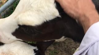 Bottle Calves Holstein