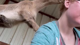 Girl attacked by baby goats