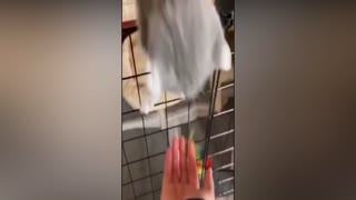 Cute Cat Funny Video