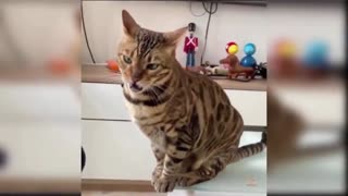 funny cats compilation video that change your mind