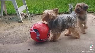 are you better than this dog playing ball ?