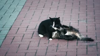 a nice warm meeting between cat