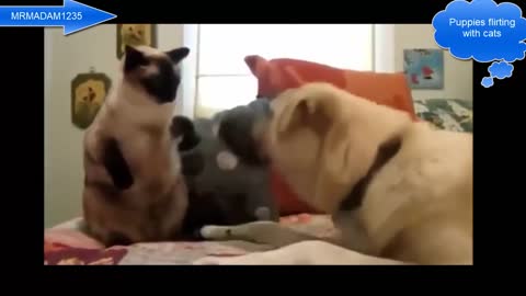 Puppies flirt with cats