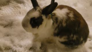 Rabbits First Snow