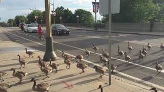 Geese crossing stops traffic in Canada's capital