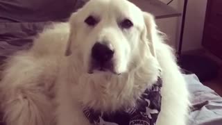 Dog Discusses Life with His People