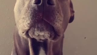 Very vocal dog makes her displeasure crystal clear