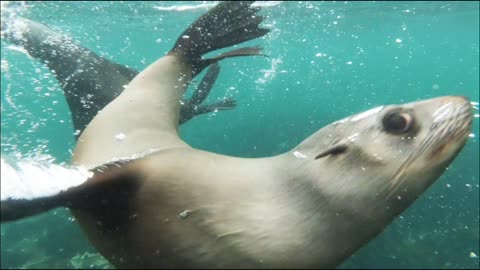 Seal Diving