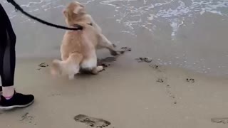 Puppy Afraid of Ocean!