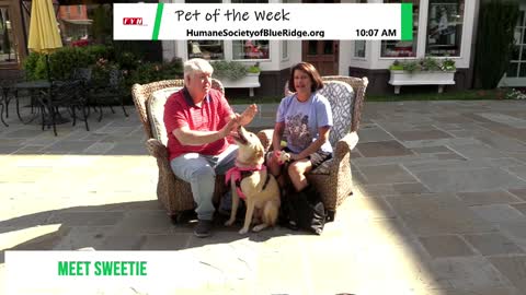 PET OF THE WEEK: Come Meet Sweetie, She may be a lost pet.