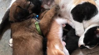 Friendly Cat Feeds Puppy Dog With Her Kittens