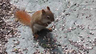 Kid video Funny Squirrels for kids lovely Squirrels for children Animals