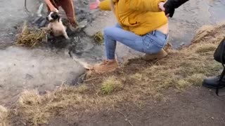 Dog Rescued After Falling Through Thin Ice