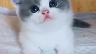 Cutest kitten baby