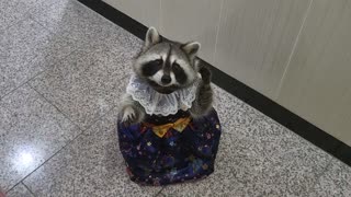 Pet raccoon wears traditional hanbok for Korean holiday