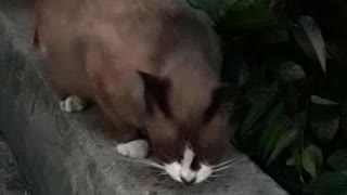 Rescue Pregnant Cat: Meet Milo