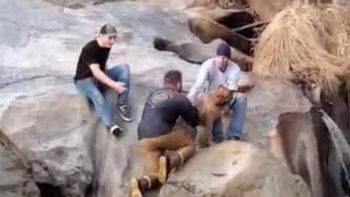 Man Rescues His Dog from Frigid Waterfall