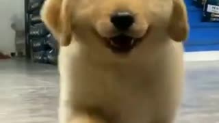 Golden Retriever #dogsfunnyvideo
