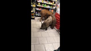 Pigs Peruse Grocery Store Goods