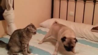 Totally fearless kitty challenges pug to wrestling match