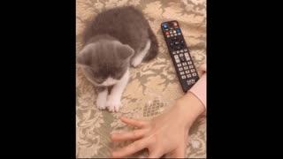 Cute cat trying to copy
