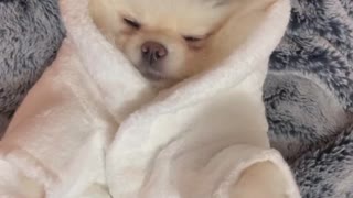 Pampered Pomeranian Enjoys Relaxing Massage