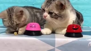 Cute Video of Two Cats