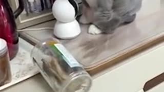 Funny cats play with kitchen bottles
