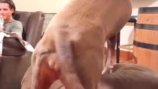 Pitbull Shaking it for Some Treats
