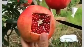 ASMR fruit cutting Vdeo on rumble