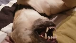 Trying to make my dog sneeze.