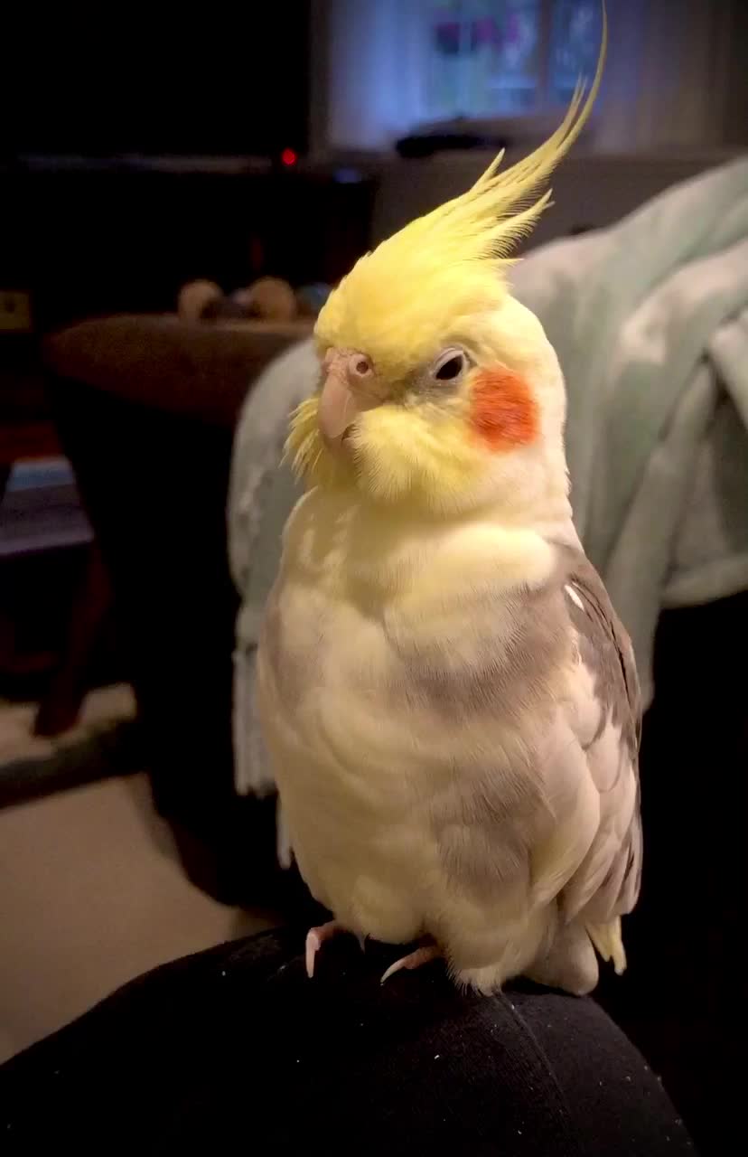 Opera Singing Cockatiel 3591