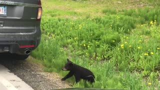 Precious Family of Black Bears Cross Road