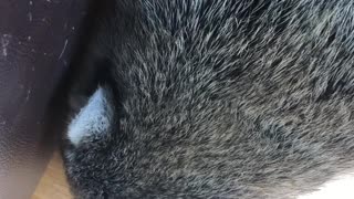 Raccoon Picks Away at Popcorn Treat