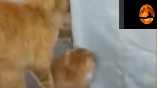 cats taking care of their new born cute kittens