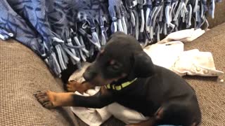 Momma Doberman attacked by puppies