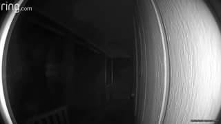 Tarantula Crawls Across Doorbell Camera